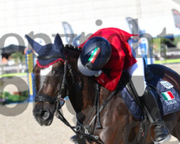 jumper Poetic Justice Cassio (Swedish Riding Pony, 1997, from Poetic Justice)