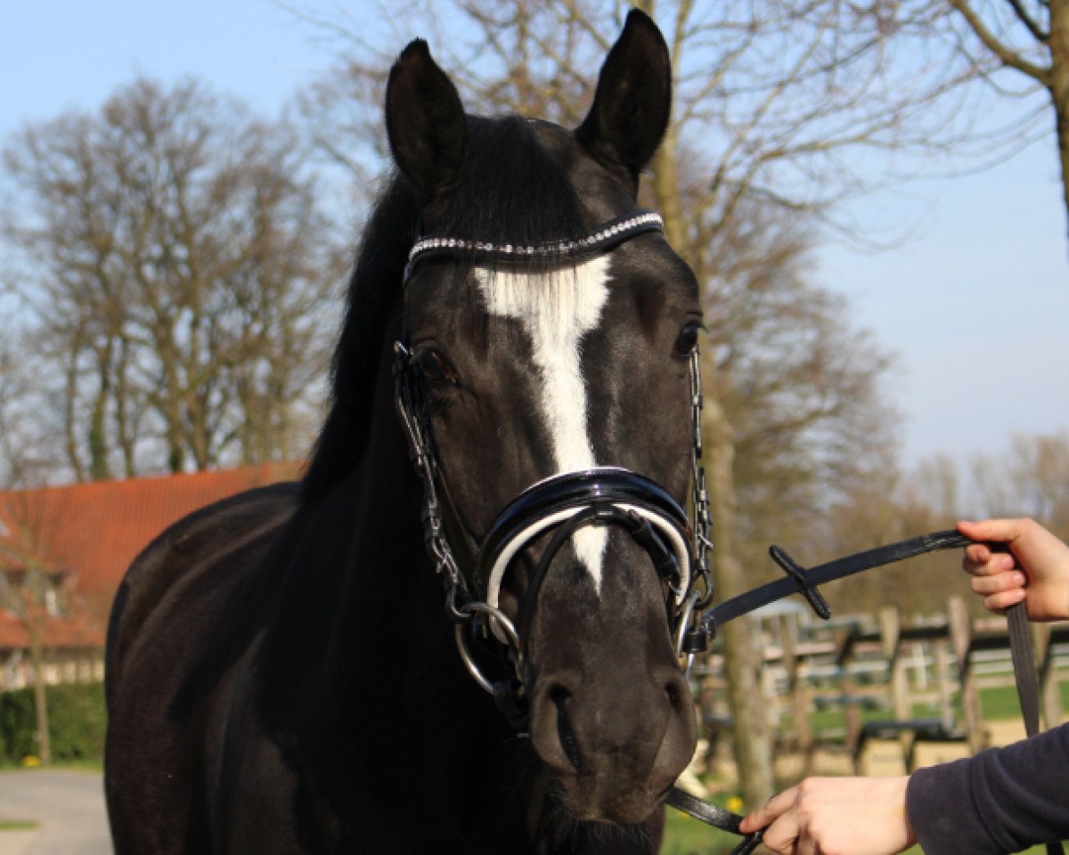 Pferd Pearcy Jackson (Deutsches Reitpony, 2013, von FS Pearcy Pearson)