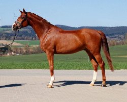 dressage horse Saverio 4 (Hanoverian, 2012, from Sir Donnerhall I)