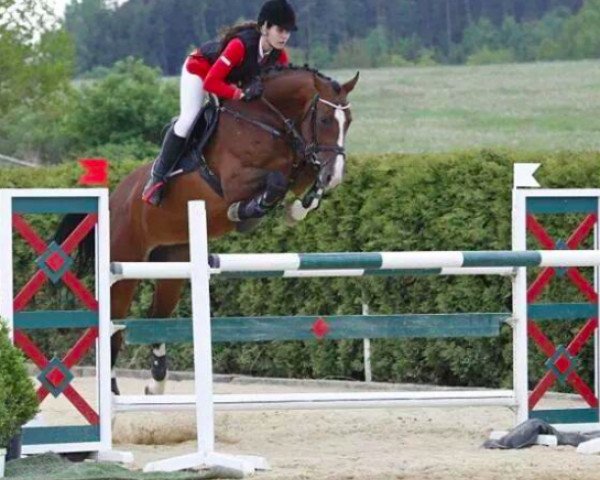 jumper Aurena (KWPN (Royal Dutch Sporthorse), 2005, from Padinus)