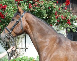 dressage horse Dario 174 (Oldenburg, 2009, from Davis Cup)