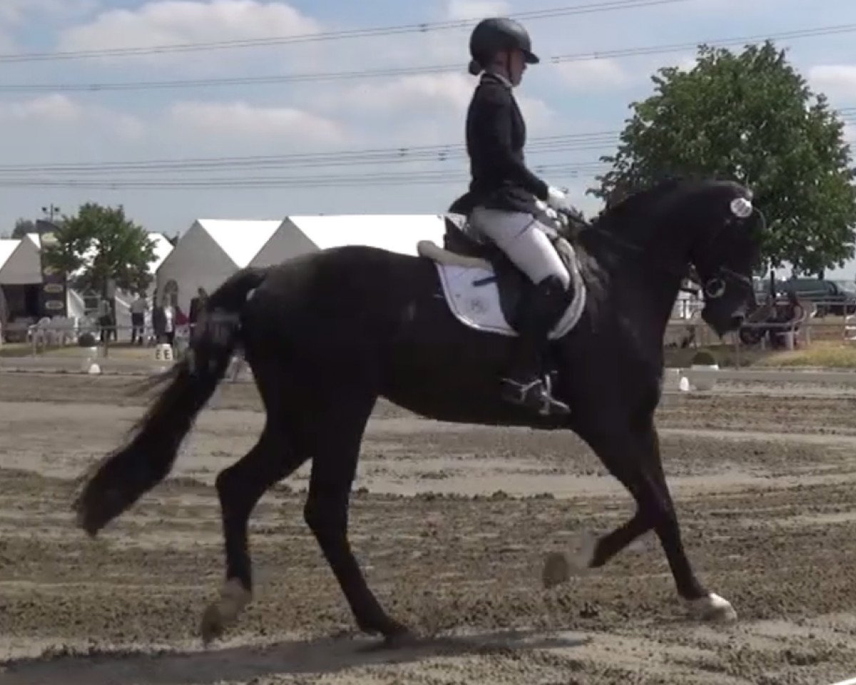 broodmare FS Santa Belinda (Rhinelander, 2013, from Special Agent Amour)