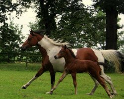 horse A girl like you (Lewitzer, 2017, from Sho Master)