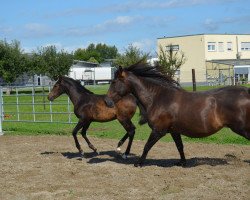 Pferd Amigo (Pura Raza Espanola (PRE), 2017, von Galante CIS)