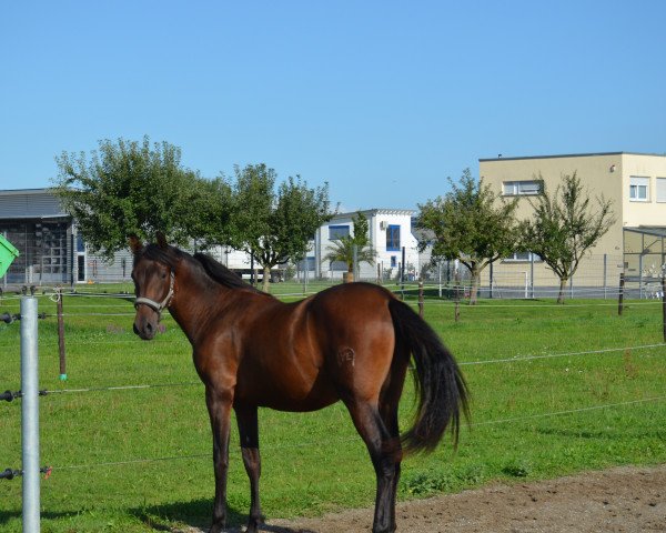 Pferd Amiro 2016 (Pura Raza Espanola (PRE), 2016)