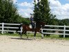 dressage horse Foundex (Hanoverian, 2012, from Foundation 2)