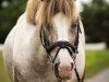 Dressurpferd Bowie (Welsh-Cob (Sek. C), 2006)