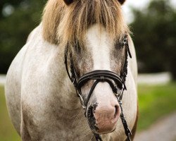 Dressurpferd Bowie (Welsh-Cob (Sek. C), 2006)