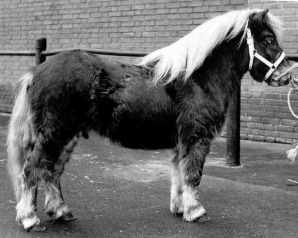 Deckhengst Zingaro van Keizershof (Shetland Pony, 1985, von Kismet van Bunswaard)