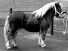 Deckhengst Zingaro van Keizershof (Shetland Pony, 1985, von Kismet van Bunswaard)