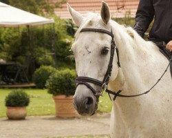 Springpferd Black Dancer 9 (Mecklenburger, 2001, von Babylon)