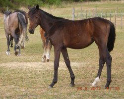 horse Electra SL (Oldenburger, 2016, from Campamento)