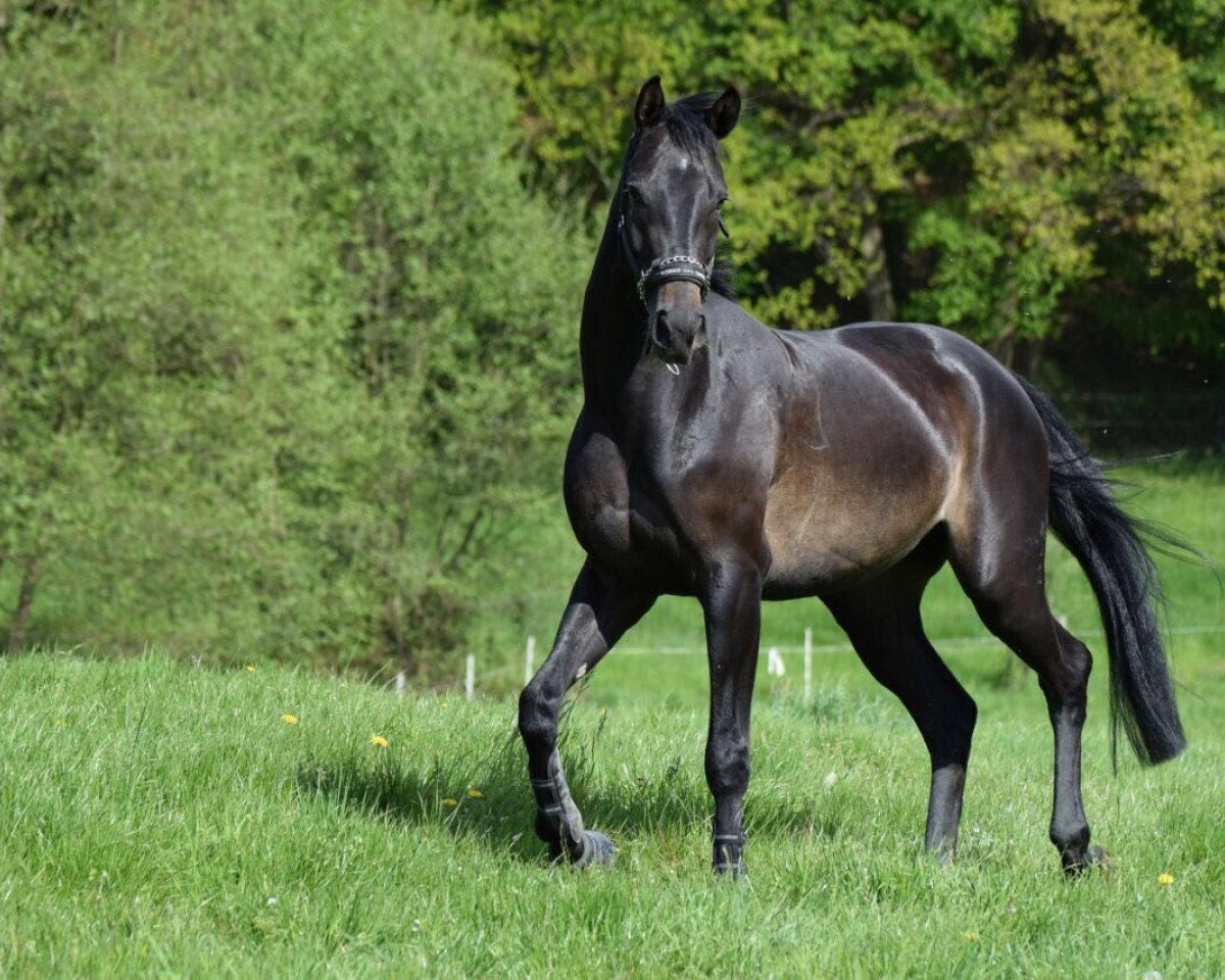 Springpferd Quantamanero (Hannoveraner, 2013, von FRH Quaid)