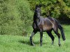 jumper Quantamanero (Hanoverian, 2013, from FRH Quaid)