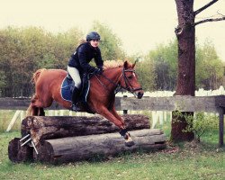 jumper Singita 2 (German Riding Pony, 2007, from Nalet Stern ox)