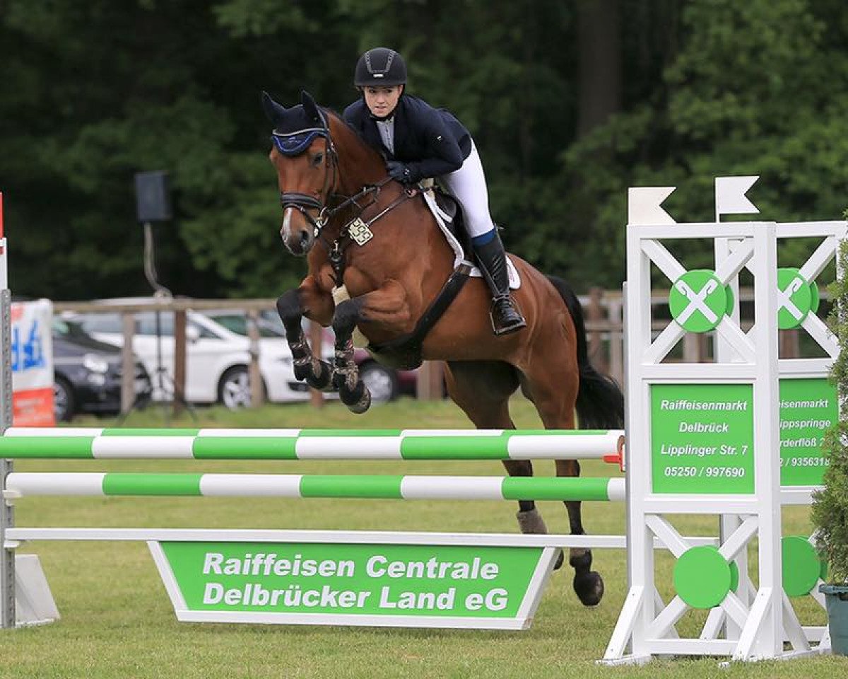 broodmare Contara 16 (Holsteiner, 2011, from Contender)