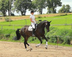 dressage horse Highlight HE (Hanoverian, 2008, from His Highness)