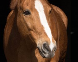 jumper Felixx 5 (Hanoverian, 2001, from Federweisser)