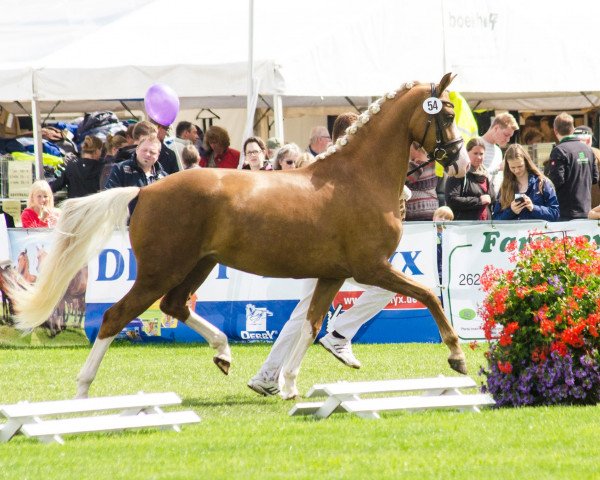 broodmare The Shilo (German Riding Pony, 2013, from The Braes My Mobility)