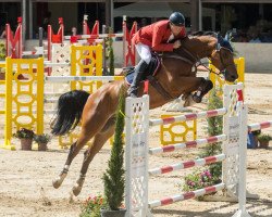 jumper Eclips (Belgian Warmblood, 2004, from Clinton)