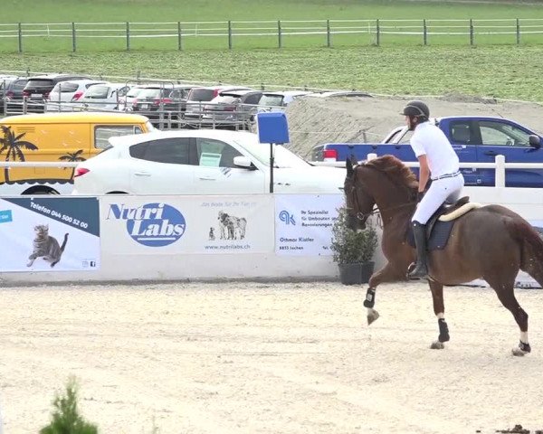 Pferdesporttage Galgenen 2018