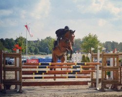 jumper First Boy 12 (KWPN (Royal Dutch Sporthorse), 2010, from Bustique)