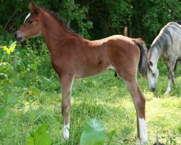 horse Al Sadoun (Arabian thoroughbred, 2013, from Shaklan Ibn Bengali ox)