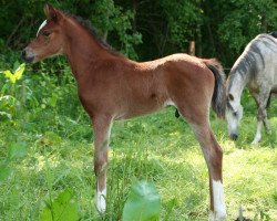 horse Al Sadoun (Arabian thoroughbred, 2013, from Shaklan Ibn Bengali ox)