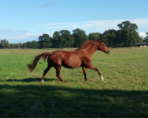 broodmare Fantaghiro (Westphalian, 2000, from Fortino)