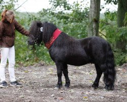 stallion Shadow vom Orphalgrund (Shetland Pony, 2014, from Stefan van Aruba)