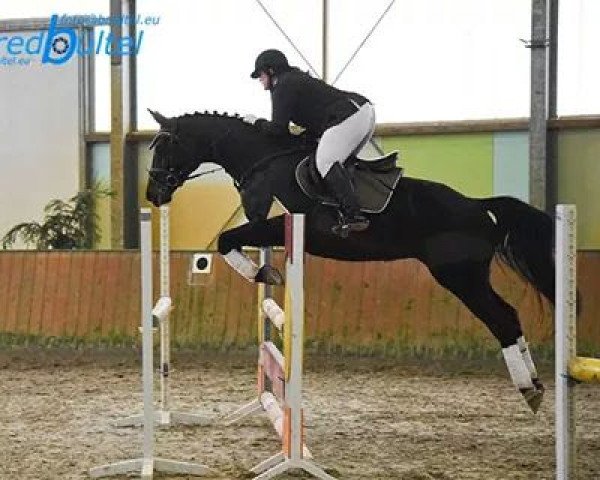 horse Evita 184 (Hanoverian, 1997, from Escudo II)
