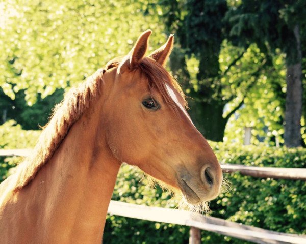 broodmare Zora 161 (German Riding Pony, 2009, from Top Zento)