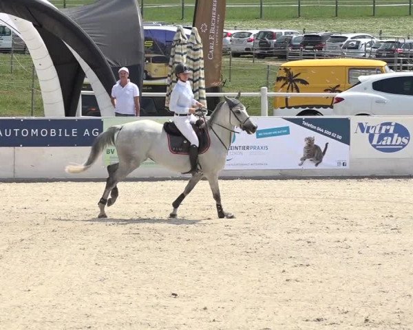 Pferdesporttage Galgenen 2018