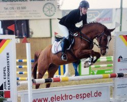 jumper Chiasso (German Riding Pony, 2012, from FS Cracker Jack)