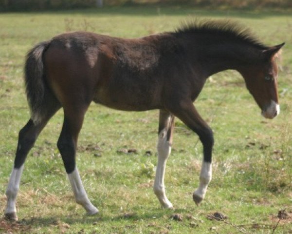 dressage horse Dabu (German Riding Pony, 2009, from Davenport II)