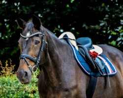 broodmare Marie (Mecklenburg, 1988, from Morgan)