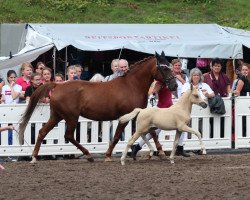 broodmare Golden Summerbeat (Westphalian, 2017, from Golden West NRW)