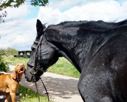 horse Warkantino 2 (Westphalian, 1995, from Wachhorst)