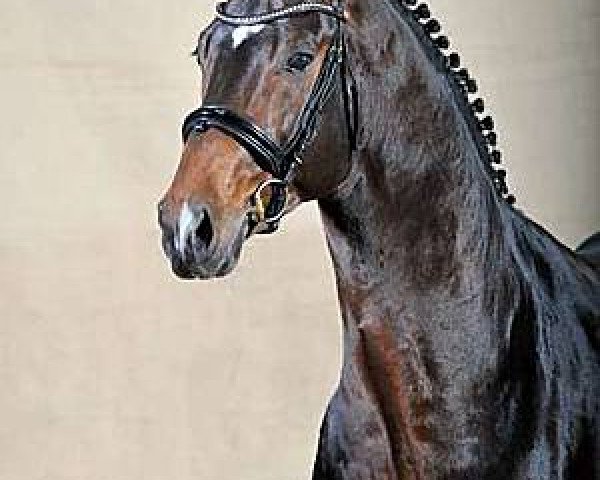 stallion Beltano (Hanoverian, 2009, from Belissimo NRW)