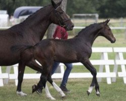 broodmare Contessa 250 (German Sport Horse, 2017, from Cornetino 231 FIN)