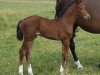 jumper Udano Cor (German Sport Horse, 2017, from Uriko)