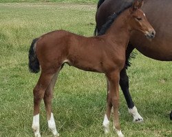 jumper Udano Cor (German Sport Horse, 2017, from Uriko)