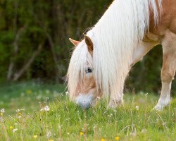 horse Ahorn (Haflinger, 2007, from Allacher)