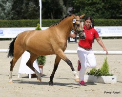 Pferd Celeste MS (Deutsches Reitpony, 2014, von Classic Dancer I)