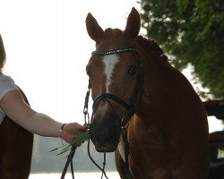 Springpferd Daisy 210 (Deutsches Reitpony, 1989, von Dornenvogel)