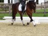 dressage horse Leica 48 (Hanoverian, 2001, from Likoto xx)