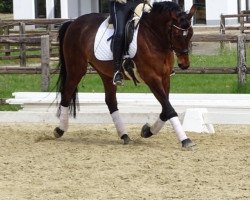 dressage horse Leica 48 (Hanoverian, 2001, from Likoto xx)