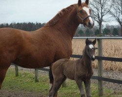 broodmare Cascaya (Oldenburg, 1996, from In Extenso)