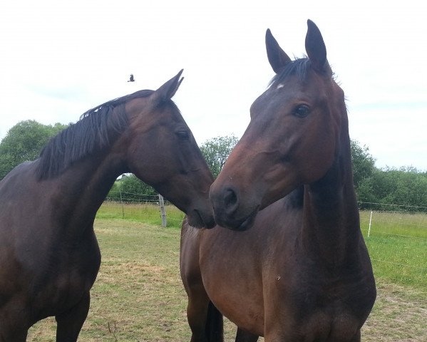 horse Callestro (Hanoverian, 2012, from Cyrano)