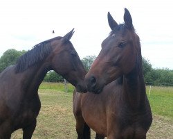 horse Callestro (Hannoveraner, 2012, from Cyrano)